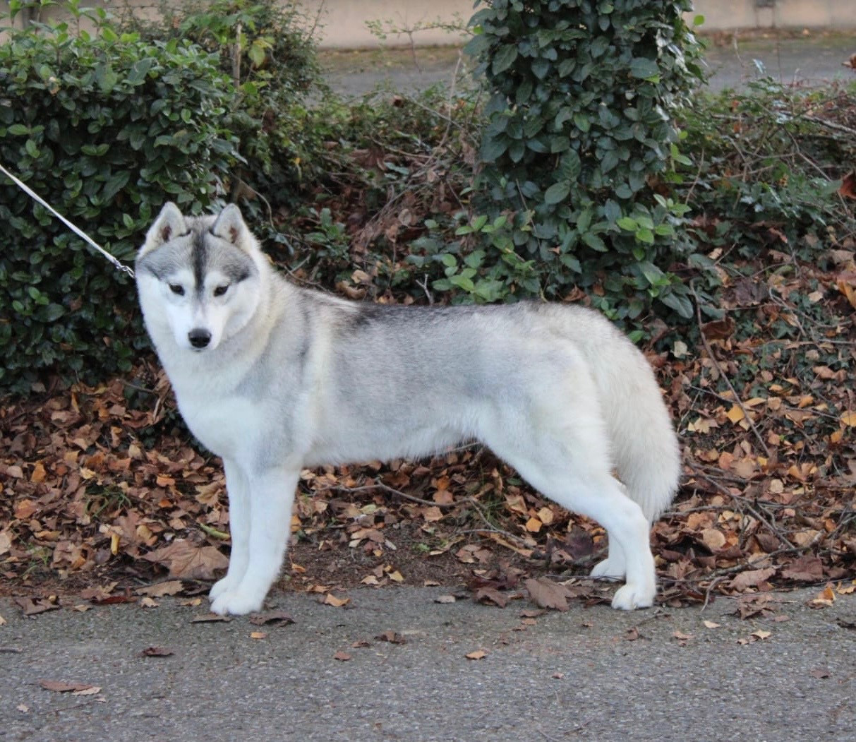 Velvet sweetness d'Isarudy