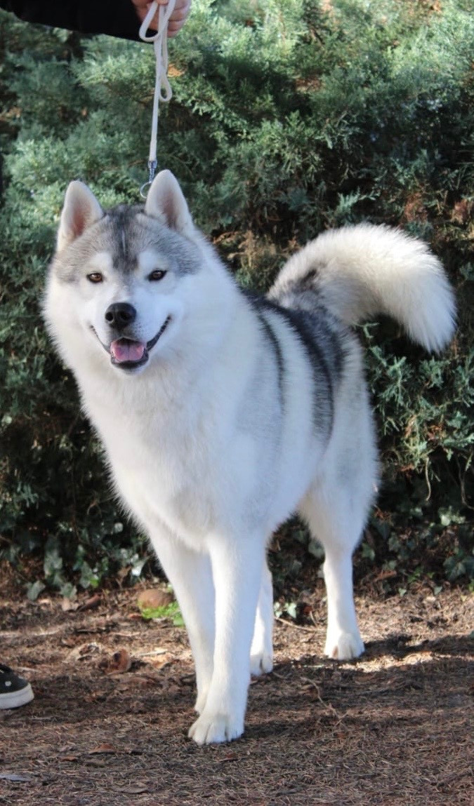 Vvolfgang dreamcatcher Inner Spirit Legend