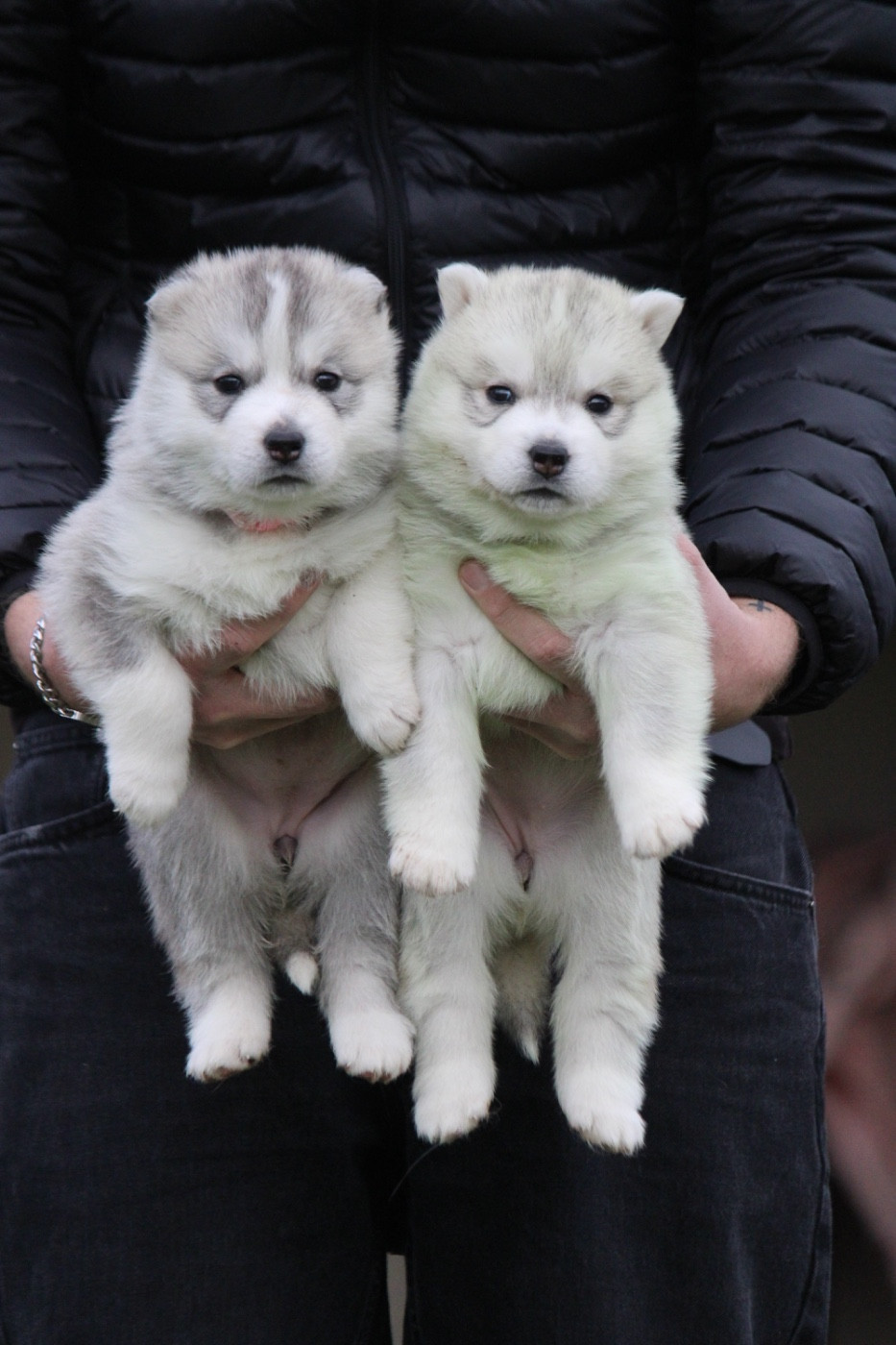 Du Paradis De Snow - Siberian Husky - Portée née le 06/01/2026